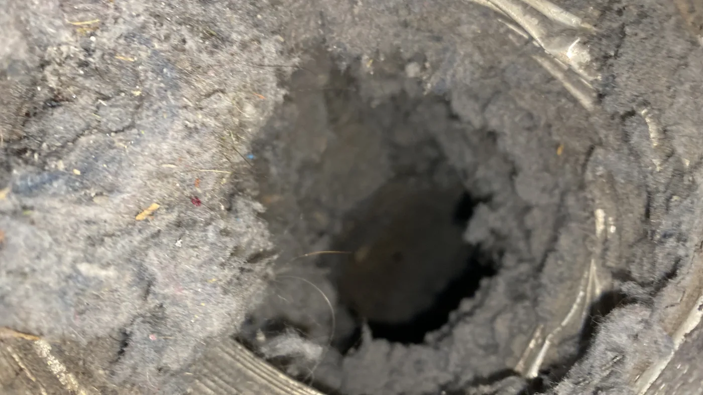Dryer vent lint buildup cleared from a home exhaust line.